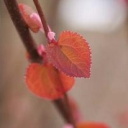 Cercidiphyllum japonicum