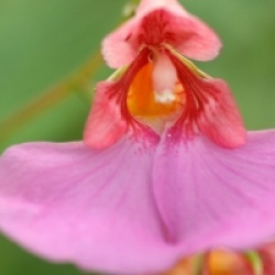 Impatiens flanaganiae