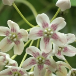 Dregea sinensis - Wattakaka de Chine 