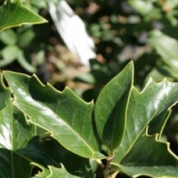 Osmanthus x fortunei - Osmanthus  fortunei