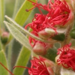Callistemon citrinus 'Hanna Ray'