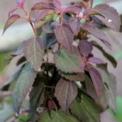 Cercidiphyllum pourpre fastigi�
