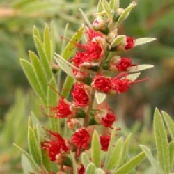 Callistemon citrinus 'Hanna Ray'