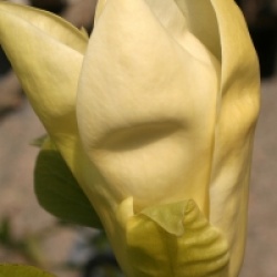 Magnolia 'Yellow Fever' - Magnolia Yellow Fever