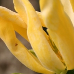 Magnolia acuminata 'Koban Dori' - Magnolia Koban Dori