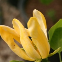 Magnolia acuminata 'Koban Dori'