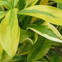 Daphne odora 'Mae-Jima'