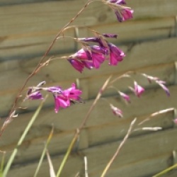 Dierama pulcherrimum