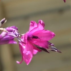 Dierama pulcherrimum