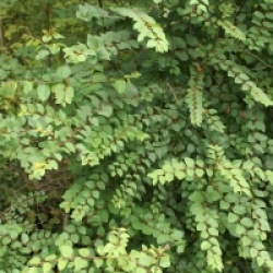 Paliurus spina-christi