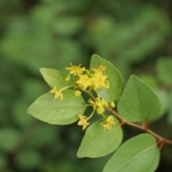 Paliurus spina-christi