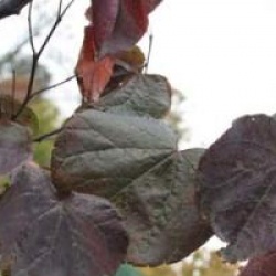 Cercis canadensis 'Forest Pansy' - Gaignier � feuilles pourpres