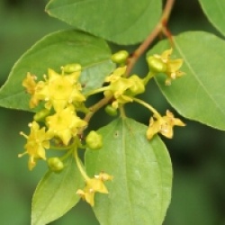 Paliurus spina-christi