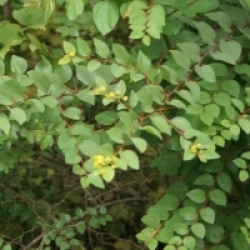 Paliurus spina-christi