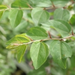 Paliurus spina-christi