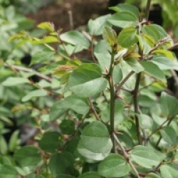 Paliurus spina-christi