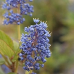Ceanothus 'Dark Star'