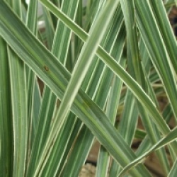 Cordyline australis 'Pink Champagne' - Cordyline Pink Champagne