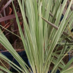 Cordyline australis 'Pink Champagne'