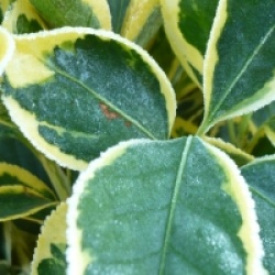 Euonymus japonicus 'Bravo' - Fusain du Japon Bravo