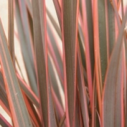 Phormium 'Rainbow Queen'