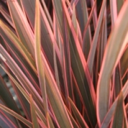 Phormium 'Rainbow Queen'