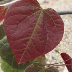 Cercis canadensis 'Forest Pansy'