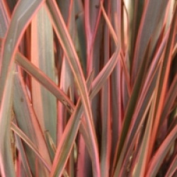 Phormium 'Rainbow Queen'