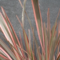 Phormium 'Sundowner'