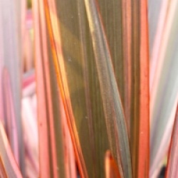 Phormium 'Sundowner'