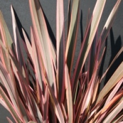 Phormium 'Sundowner'