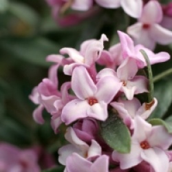 Daphn� Pink Fragrance