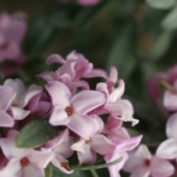 Daphne x transatlantica Pink Fragrance � Blapink