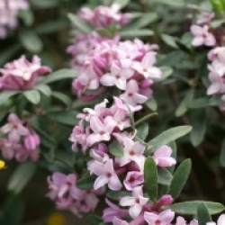 Daphne x transatlantica Pink Fragrance � Blapink