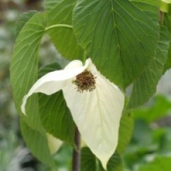 Davidia involucrata 'Sonoma'