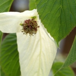 Davidia involucrata 'Sonoma'