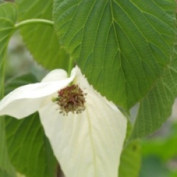 Davidia involucrata 'Sonoma'