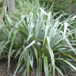 Astelia banksii - Astelia de Banks