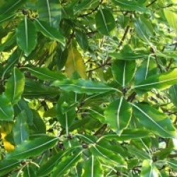 Pittosporum tenuifolium 'Golden King'