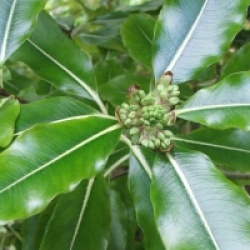 Pittosporum tenuifolium 'Golden King'