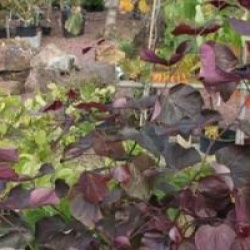 Cercis canadensis 'Forest Pansy'
