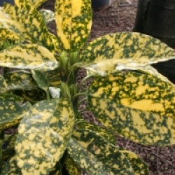 Aucuba japonica 'Crotonifolia' - Aucuba � feuilles de Croton