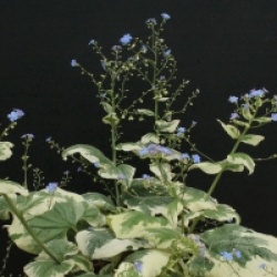 Brunnera macrophylla 'Jack Frost'