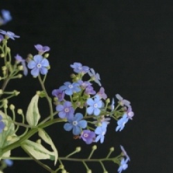 Brunnera macrophylla 'Jack Frost'
