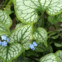 Brunnera macrophylla 'Jack Frost'