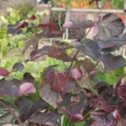 Cercis canadensis 'Forest Pansy'