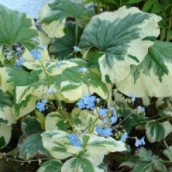 Brunnera macrophylla 'Jack Frost'