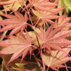 Acer palmatum 'Nathan'