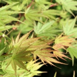 Acer palmatum 'Sazanami'