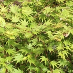 Acer palmatum 'Sazanami'